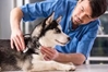 Veterinary Assistant Specialist Program 
